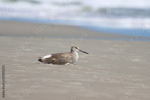A willet resting at Litchfield Beach, South Carolina