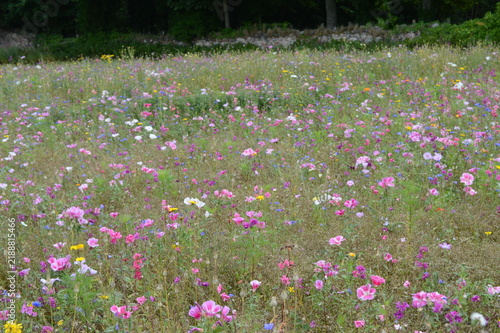 Colourful flower garden with blooms of many colours at Brodie Castle near Elgin