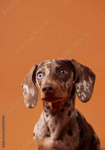 Photography Merle miniature Dachshund puppy with attentive expression in a colorful studio portrait
