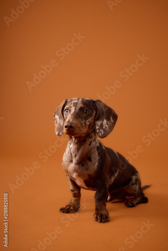 Merle miniature Dachshund puppy sitting against a vibrant orange studio backdrop. Bright colors and clean composition create a cheerful commercial pet portrait.