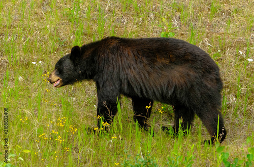 Feeding Black Bear among wildflowers