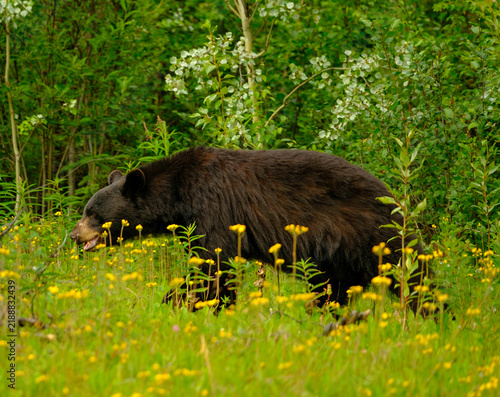 Black Bears Feeding among wildflowers in the Canadian wilderness