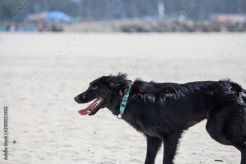 Happy black dog mix running along a sandy beach on a windy day