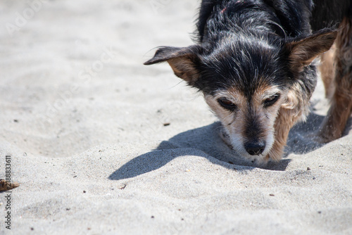 Small wirehaired terrier mix sniffing the sand on a sunny beach
