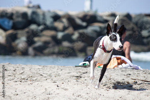 Energetic Smooth Fox Terrier mix running fast across a sandy beach