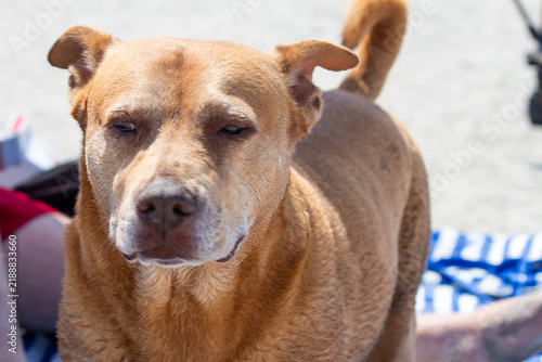 Close-up of a brown Pitbull Shiba Inu mix relaxing on a sandy beach