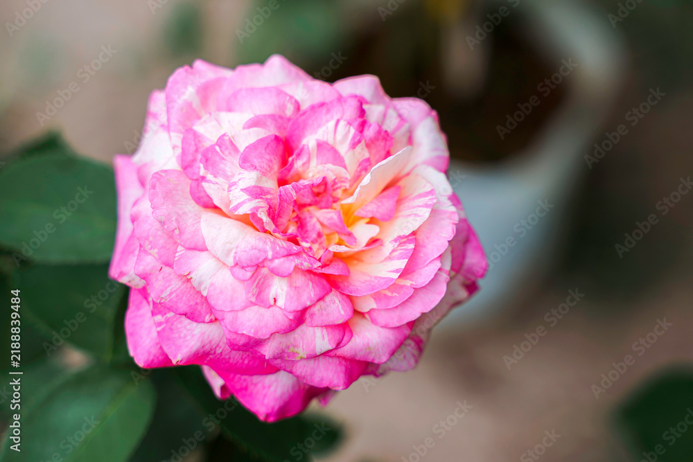 Fototapeta premium Ruby Theresa Rose in a Botanical Garden. Wedding Valentine concept