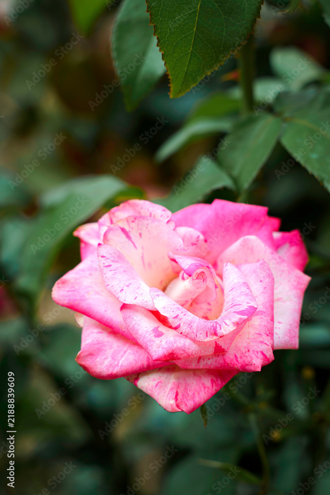 Fototapeta premium Rose Flower Close-Up of a Pink and White Striped Blossom with Layered Petals and Natural Beauty