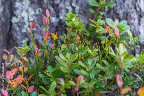Bild auf Leinwand Seasons meet in the undergrowth beside a lichen covered tree trunk in Telemark, Norway, where green berry shrubs mix with red autumn leaves, suited to changing season and mountain nature content