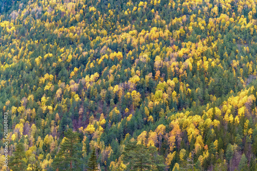 Foto Autumn color spreads across a mountain forest in Telemark, Norway, where yellow birch trees mix with dark green conifers, suited to seasonal travel, Nordic nature and changing season stories
