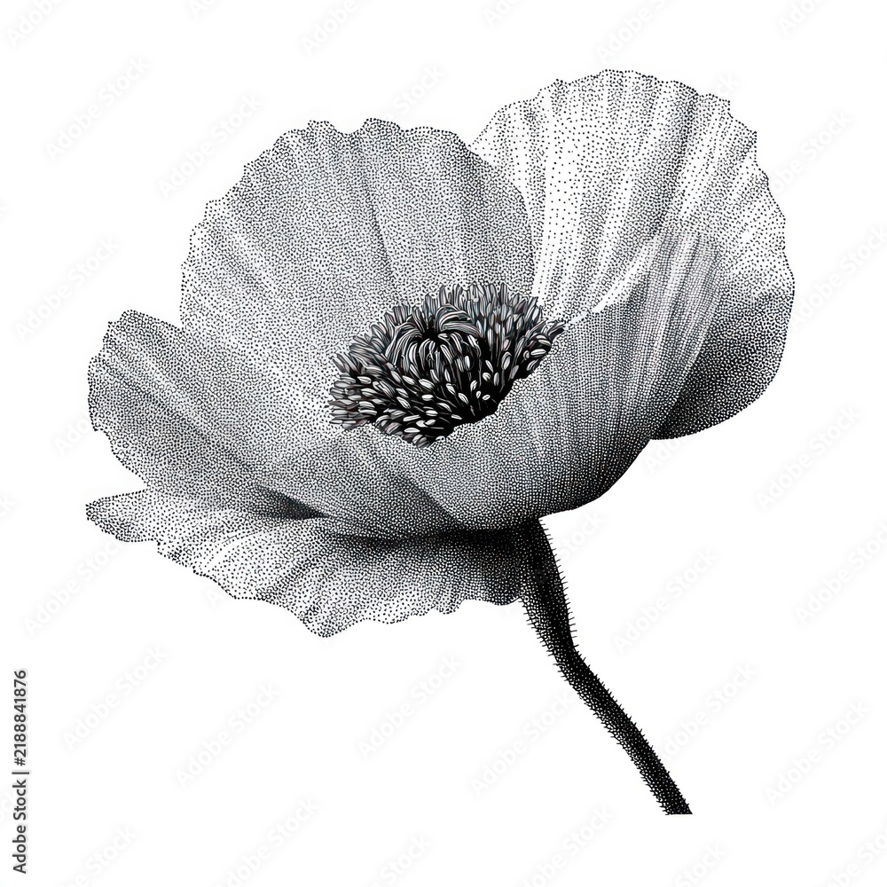 Obraz premium Intricate black and white poppy flower illustration