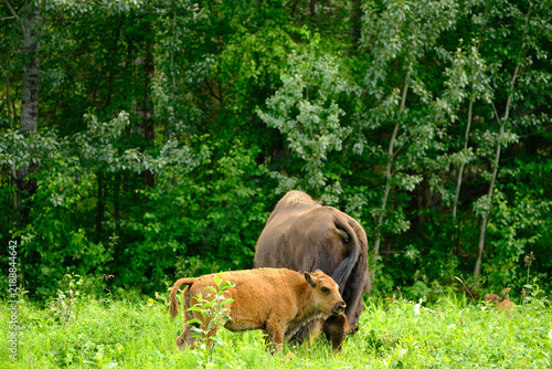 Baby Bison Calf nursing in a small clearing