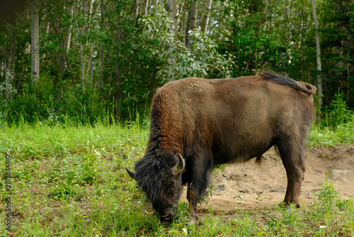 Bison feeding in a small clearing in the Canadian forest