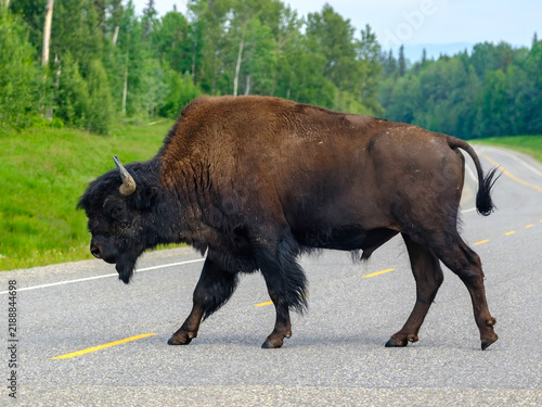 Large Bison crossing the highway in Banff National Park Canada