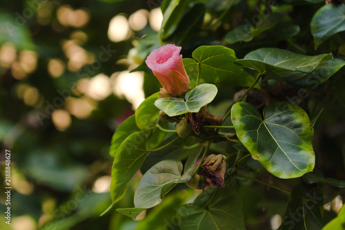 фотографія Yellow Portia Tree or Indian Tulip Tree Flower Blooming Among Leaves and Pink Buds