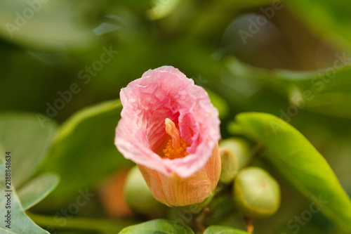 Принти на полотні Yellow Portia Tree or Indian Tulip Tree Flower Blooming Among Leaves and Pink Buds