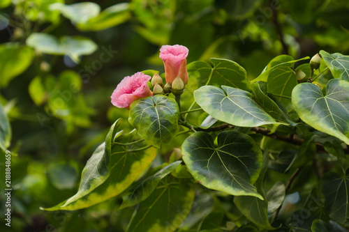 Yellow Portia Tree or Indian Tulip Tree Flower Blooming Among Leaves and Pink Buds. Flowers change color from yellow to pink during one day
