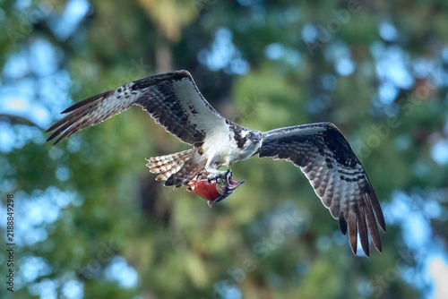 Canvastavla Ospreys soaring with its caught fish.