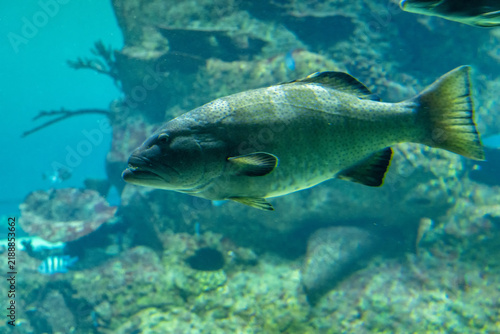 Large fish swimming in blue aquarium water near coral reef