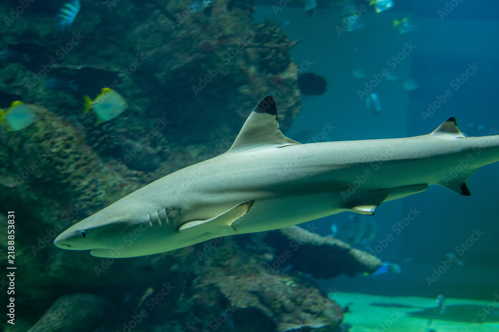 Fototapeta premium Blacktip reef shark swimming through aquarium water beside rocky coral
