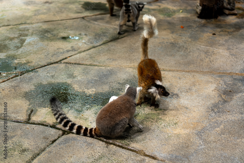 Obraz premium Ring-tailed lemurs walking on wet stone pavement in enclosure