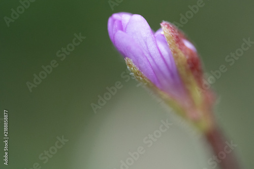 Bild auf Leinwand Tiny purple flower bud, just beginning to bloom