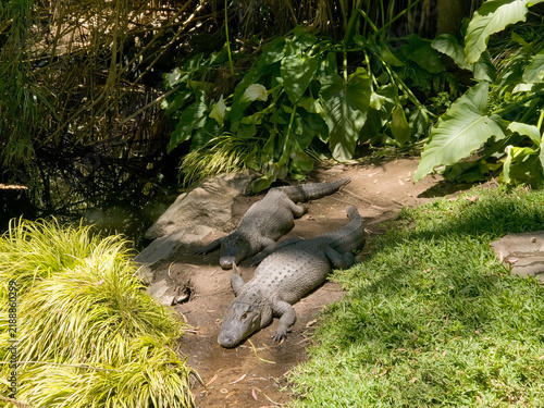 Quadro su tela 2 alligator walking down a path