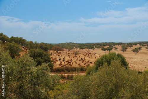 Cuadro en lienzo Rural Portuguese landscape with a large herd of cattle grazing across a dry Mediterranean pasture surrounded by cork and holm oak trees, under a blue summer sky