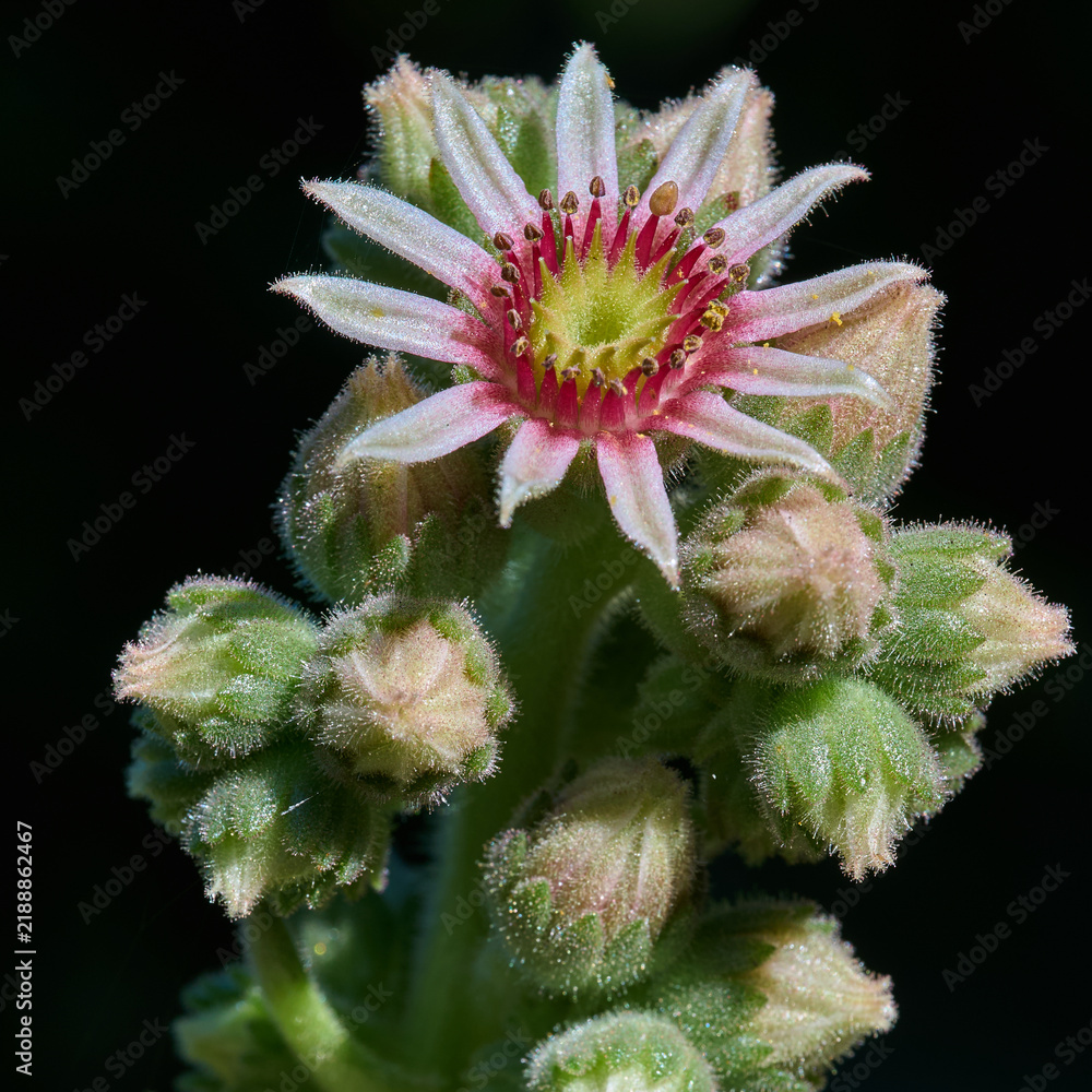© David - close up of echeveria flower on a stalk with many buds