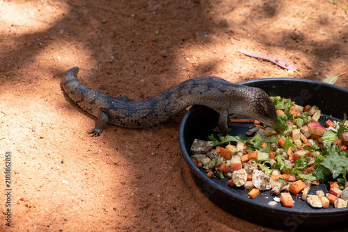 the blue tongue lizard is eating vegetables out of a food bowl
