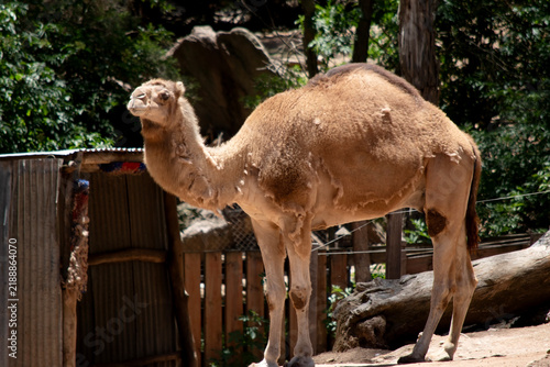 Принти на полотні this is a side view of a camel