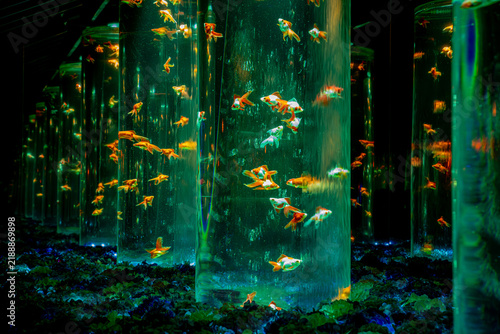 Fototapeta ライトアップされたアクリルの中で優雅に泳ぐ金魚