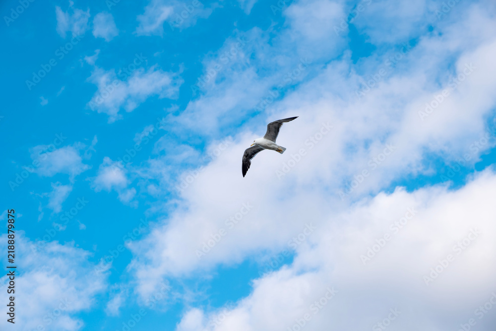 Obraz premium low-angle shot of a single seagull in mid-flight gliding across a bright blue sky filled with soft white clouds