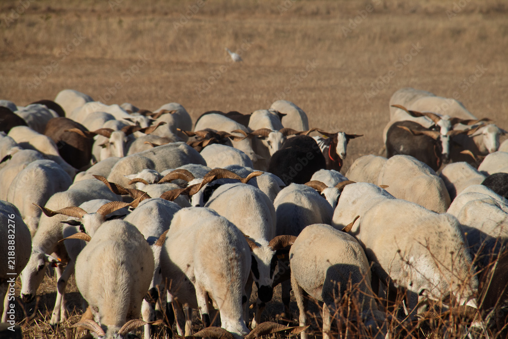 Fototapeta premium Sheep and goats grazing in sunny Portugal