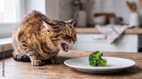 Angry tabby cat hissing at green broccoli on a white plate on a wooden kitchen table