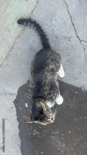 Outdoor Cat Sleeping on a Swing
