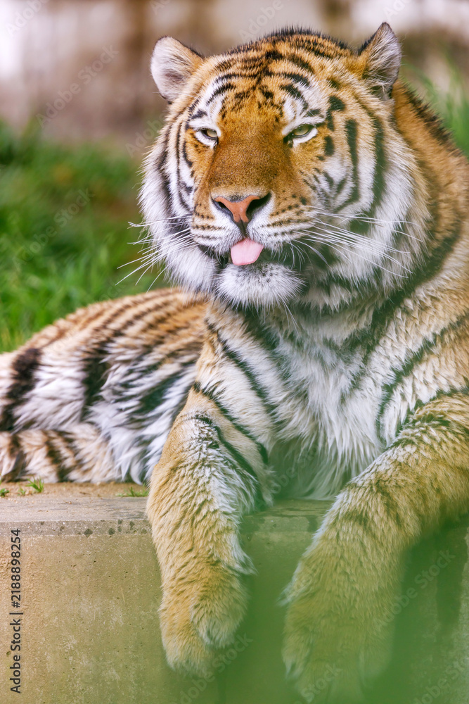Obraz premium Tiger Resting at Tennoji Zoo in Osaka, Japan