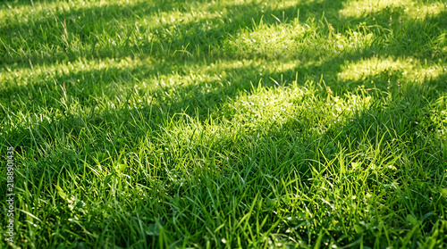 Lush Green Grass Field with Sunlight and Shadows