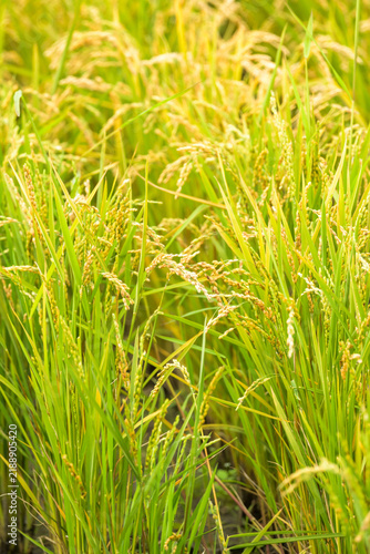 Golden rice paddy field with mature grain heads swaying in the breeze