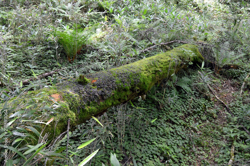 苔の生えた倒木