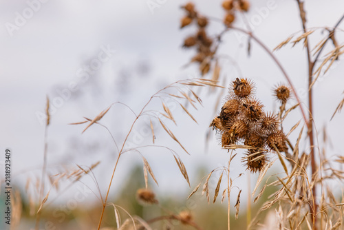 Great burdock (Arctium lappa). Dry prickly burdock fruits and ears of wild herbs close-up