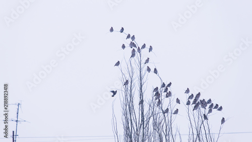 Waxwing (Bombycilla garrulus). Birds sit on the branches of a tree and a flying bird against the background of a light sky