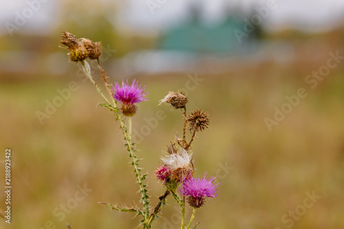 Thistle (Carduus). Blooming purple inflorescences and prickly dry seed heads of a plant in a field