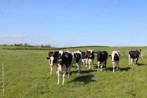 Fotografía Small herd of Holstein cows in a field in Coleraine, County Londonderry, Norther