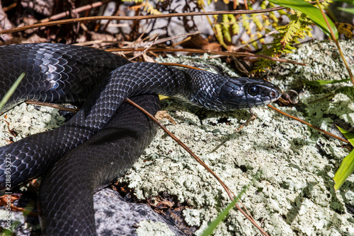 Obraz na plátně black racer reptile snake basking on sunlit rock