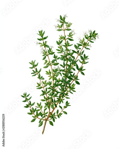 Fresh thyme branch with green leaves and tiny white flowers.