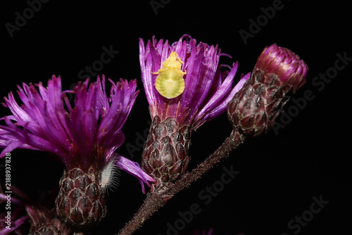 Obraz na płótnie Opposite of camouflage:  Bright yellow young jagged ambush bug (Phymata) on the dark purple flowers of an ironweed (Vernonia ) plant in Ohio in late summer