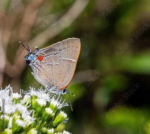 White M Hairstreak Parrhasius m-album butterfly rare beautiful on white autumn flowers closeup false head m-marking