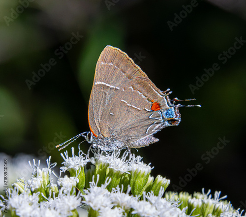 White M Hairstreak Parrhasius m-album butterfly rare beautiful on white autumn flowers closeup false head m-marking