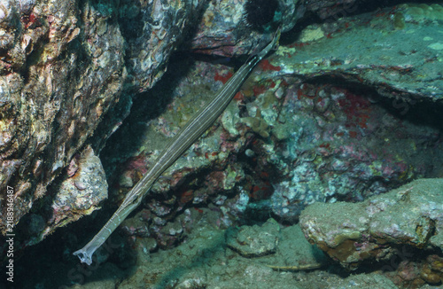 фотографія Trumpet Fish at Keokea